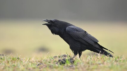 Wall Mural - Raven bird close up ( Corvus corax )	