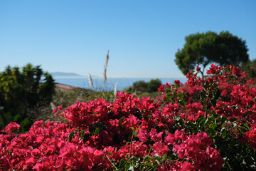 Wall Mural - Breathtaking scenic and landscape view of coastline of Rancho Palos Verdes with vegetation and cliffs and beautiful bays overlooking ocean and coast in California on sunny blue sky day