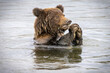 Young brown bear feeding