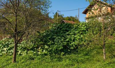 Wall Mural - Pumpkins growing in a small domestic vegetable plot in Kulen Vakuf village in the Una National Park. Una-Sana Canton, Federation of Bosnia and Herzegovina. Early September