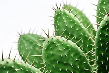 Green Cactus Leaves On White Background