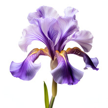 Close Up Of A Purple Iris Flower Isoltaed On White Background