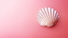 Seashell On Pink Background.