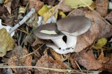Fototapeta Tęcza - mushrooms in the forest