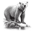 White Polar bear sketch hand drawn in doodle style illustration