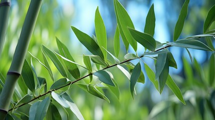 eucalyptus leaves uhd wallpaper
