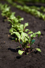 Wall Mural - Beetroot plants in a row in garden