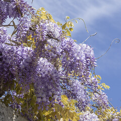 Canvas Print - Fleurs de Glycine	