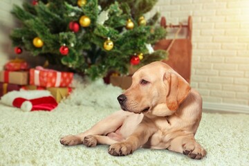 Canvas Print - Cute domestic dog pet in Christmas decor