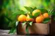 Fresh mandarin oranges fruit or tangerines with leaves in a box