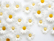 © TatjanaMeininger - White Daisy chamomile flowers on white background