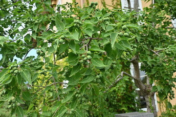 Poster - Chinese tallow tree ( Triadica sebifera ) fruits /Capsules. Euphorbiaceae deciduous tree. Capsules ripen black in autumn and open to release three white seeds.