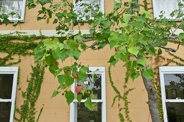 Wall Mural - Chinese tallow tree ( Triadica sebifera ) fruits /Capsules. Euphorbiaceae deciduous tree. Capsules ripen black in autumn and open to release three white seeds.