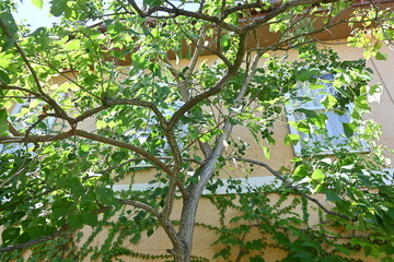 Wall Mural - Chinese tallow tree ( Triadica sebifera ) fruits /Capsules. Euphorbiaceae deciduous tree. Capsules ripen black in autumn and open to release three white seeds.