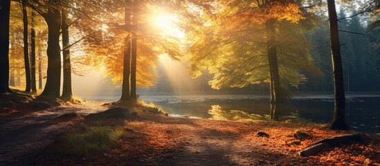 Poster - Autumn forest nature Vivid morning in colorful forest with sun rays through branches of trees Scenery of nature with sunlight Wonderful natural background Fairy tale woodland. Copy space image