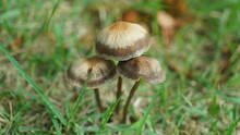 Brown Mushrooms Growing On The Grass