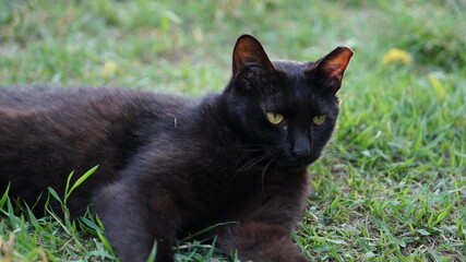 Black wild cat lying on the grass