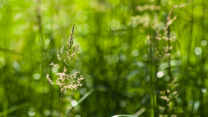 green summer background, photo shows meadow flowers and green grass