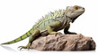 Green lizard on a stone isolated on a white background. Generative Ai