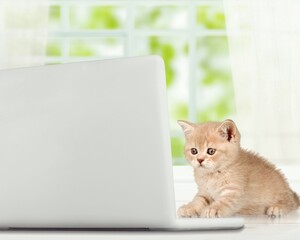 Wall Mural - Cute small kitten at laptop keyboard