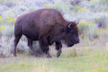 Wall Mural - Male Bison, seen in the wild in Wyoming