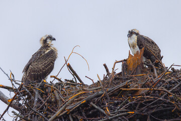 Canvas Print - A couple of Ospreys in their nest, seen in the wild in Wyoming