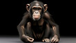 Young Chimpanzee, Simia troglodyte sitting in front of white background. generative ai