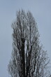 grafika drzew zimą 
