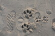 Słady butów człowieka i psa na nadmorskim piasku