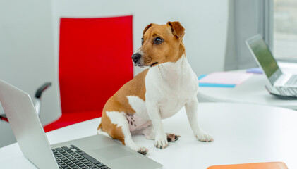 Wall Mural - smart dog with laptop on table