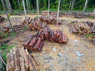 Wall Mural - Aerial view of a logging yard in the Amazon rainforest: The yard is located in a clearing surrounded by dense forest. The logs are stacked in neat rows, and they are a variety of sizes and species.