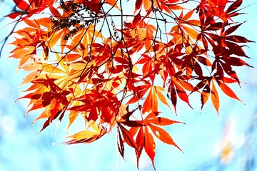 Poster - Autumn leaves of Japanese maple. Autumn tradition fall-leaf viewing in Japan is called ‘Momiji-gari’.