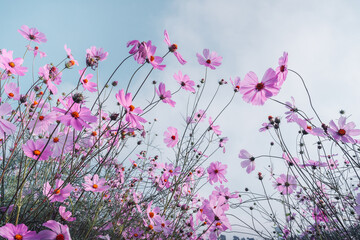 Wall Mural - Vintage photo of flower in the garden with retro filter effect style for soft background. Abstract Cosmos flowers in pastel background. Nature and environment concept. Soft pastel tone color style.