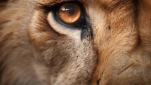 A Closeup Of A Lions Powerful And Stoic Eye, Framed By Its Magnificent Whiskers And Dark Fur.