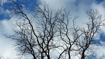 The autumn view with the autumn tree and the cloudy sky as background