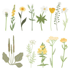 Wall Mural - set of field flowers, vector drawing wild plants at white background, floral elements, hand drawn botanical illustration