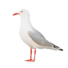 Wall Mural - seagull isolated png