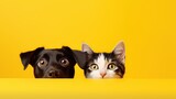 Happy sitting and panting Golden retriever dog and blue Maine Coon cat looking at camera, Isolated on yellow background.