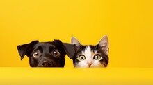 Happy Sitting And Panting Golden Retriever Dog And Blue Maine Coon Cat Looking At Camera, Isolated On Yellow Background.