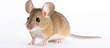 Common species of mouse found in UK homes weigh less than 25 grams, with brownish fur on their backs and grey to white underneath.