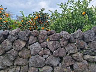 Canvas Print - basalt wall and tangerine trees in jeju island.