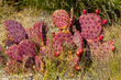 Purple prickly pear cactus plant amid grass shown in a field.