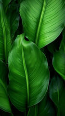 Wall Mural - abstract green leaf texture nature isolated