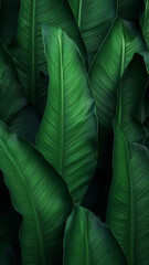 abstract green leaf texture isolated nature background