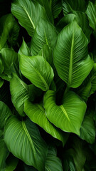 Wall Mural - leaves of Spathiphyllum cannifolium abstract green