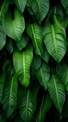 Wall Mural - leaves of Spathiphyllum cannifolium abstract green realistic