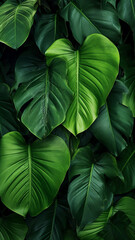 Wall Mural - More beautiful exotic tropical leaves isolated leaf abstract illustration