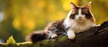 Bicolor Cat Perched On Tree.
