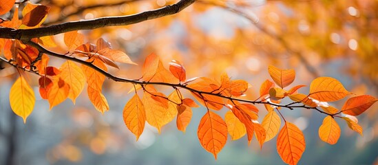 Sticker - Vibrant leaves in the fall park.