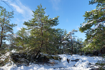 Sticker - Snow in the Franchard gorges. Fontainebleau forest